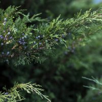 juniper branches with berries (juniperus virginiana) - garden decoration stockfoto's en -beelden