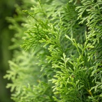 juniper tree leaf - garden decoration stock pictures, royalty-free photos & images