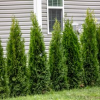 juniper trees - garden decoration stock pictures, royalty-free photos & images