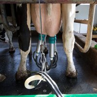 Junk ood milk. For many farmers the low milk prices mean existancial anxiety. The photo shows a single milk cow during milking.