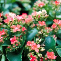 kalanchoe flower in the garden - garden decoration stock pictures, royalty-free photos & images