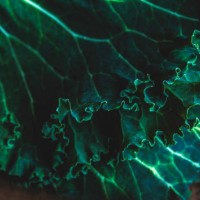 kale leaves close up - food stock pictures, royalty-free photos & images
