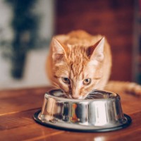 kat eten uit de kom - food stockfoto's en -beelden