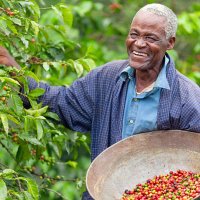 kenyan fair trade coffee farmer - coffee stockfoto's en -beelden