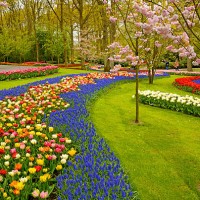 keukenhof - garden decoration stock pictures, royalty-free photos & images