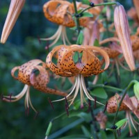 khabarovsk,russia - garden decoration stock pictures, royalty-free photos & images