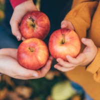 kids in an orchard holding red apples - food stock pictures, royalty-free photos & images