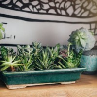 kitchen shelves for home plants against wall. - garden decoration stock-fotos und bilder