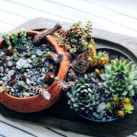 kitchen windowsill with home plants against window. - garden decoration stock-fotos und bilder