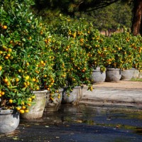 kumquats tree selling on street during tet holiday in vietnam - garden decoration stock pictures, royalty-free photos & images