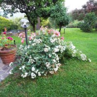 landscaped italian garden patio with roses - garden decoration stock pictures, royalty-free photos & images