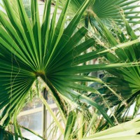large green palm leaves. tropical background. - garden decoration stock pictures, royalty-free photos & images