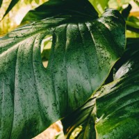large monstera leaf in the green house. trendy natural background - garden decoration stockfoto's en -beelden