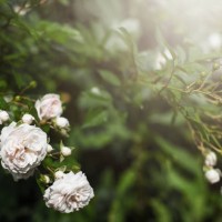 large pink rose flowers on bushes in garden in summer close-up and copy. - garden decoration stock pictures, royalty-free photos & images