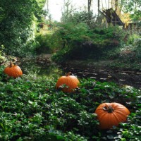 large pumpkins outside near green vegetation. festive background. happy halloween. - garden decoration stockfoto's en -beelden