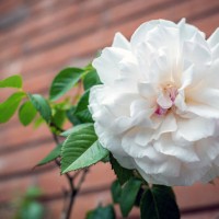 large white rose against a brick wall - garden decoration stock pictures, royalty-free photos & images