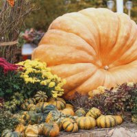 large yellow and small colorful organic pumpkins at the farm market - garden decoration stock pictures, royalty-free photos & images