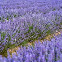 lavender field - garden decoration stock pictures, royalty-free photos & images
