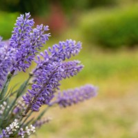 lavender flower close up shot - garden decoration stock pictures, royalty-free photos & images