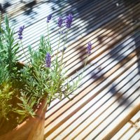 lavender flowers plant on patio in summer - garden decoration stock pictures, royalty-free photos & images