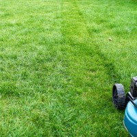 lawn mower on fresh cut grass in backyard, grass, green, machine, mowed lawn - garden decoration stock pictures, royalty-free photos & images