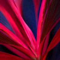 leaf background abstract pattern nature red blue - garden decoration stock pictures, royalty-free photos & images