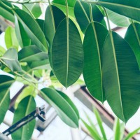 leaves of ficus rubberiferous, low angle view, large leaves of the plant in a row in a greenhouse, tropical background with a copy space. - garden decoration stockfoto's en -beelden