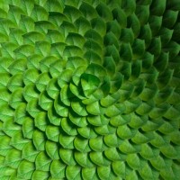 leaves pattern - food stock pictures, royalty-free photos & images