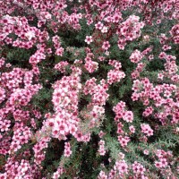 leptospermum scoparium, commonly called mānuka, manuka, manuka myrtle, new zealand teatree, broom tea-tree,or just tea tree. - garden decoration stock pictures, royalty-free photos & images