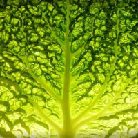 lettuce leaf detail - food stock pictures, royalty-free photos & images