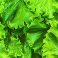 lettuce salad green leaves full frame background texture. top view. flat lay. concept. close up. - food stock pictures, royalty-free photos & images
