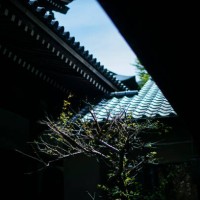 light and shadow japanese traditional architecture with bonsai tree - garden decoration photos et images de collection