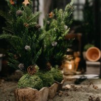 little christmas trees in front of a greenhouse - garden decoration stock pictures, royalty-free photos & images