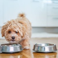 little cute maltipoo puppy - food stock pictures, royalty-free photos & images