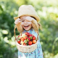 little girl picking strawberry on a farm field - food stock pictures, royalty-free photos & images
