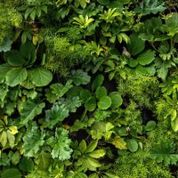 living wall vertical garden on a building exterior - garden decoration stock pictures, royalty-free photos & images