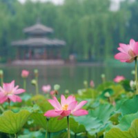 lotus flowers in classical chinese gardens - garden decoration stock pictures, royalty-free photos & images