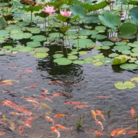 lotus (water lily) background - garden decoration stock-fotos und bilder