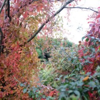 low angle view of a virginia creeper plant growing over another plant. - garden decoration stock pictures, royalty-free photos & images