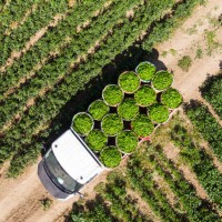 luchtmening van groene paprika's op pepergebied - food stockfoto's en -beelden