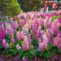 lupin. lupine field with pink purple and blue flowers. bunch of lupines summer flower background - garden decoration stock pictures, royalty-free photos & images