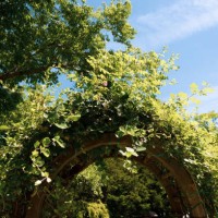 lush vine covered garden trellis with arch detail - garden decoration stock pictures, royalty-free photos & images
