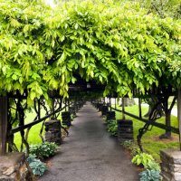 lush vine covered trellis walkway with arch detail - garden decoration stock pictures, royalty-free photos & images