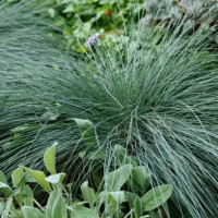 luxuriant festuca (fescue) with long and narrow leaves growing among greenery in botanical garden. - garden decoration stock pictures, royalty-free photos & images