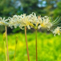 lycoris albiflora (white spider lily) : side view - garden decoration stock pictures, royalty-free photos & images
