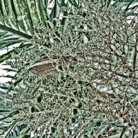 lysergic garden - garden decoration stock-fotos und bilder