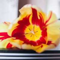 macro tulip - garden decoration stock pictures, royalty-free photos & images