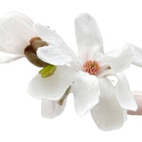 magnolia loebneri merrill isolated on white background - garden decoration stockfoto's en -beelden