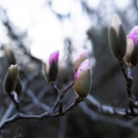 magnolia tree coming into bloom in early spring - garden decoration stock pictures, royalty-free photos & images