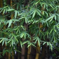 majestic ,large yellow golden bamboo plant, looking beautiful in rains. bambusa vulgaris. poaceae family. - garden decoration stock pictures, royalty-free photos & images